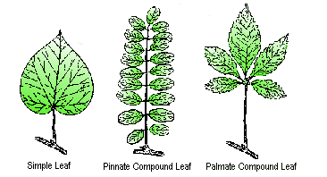types of leaves countenance