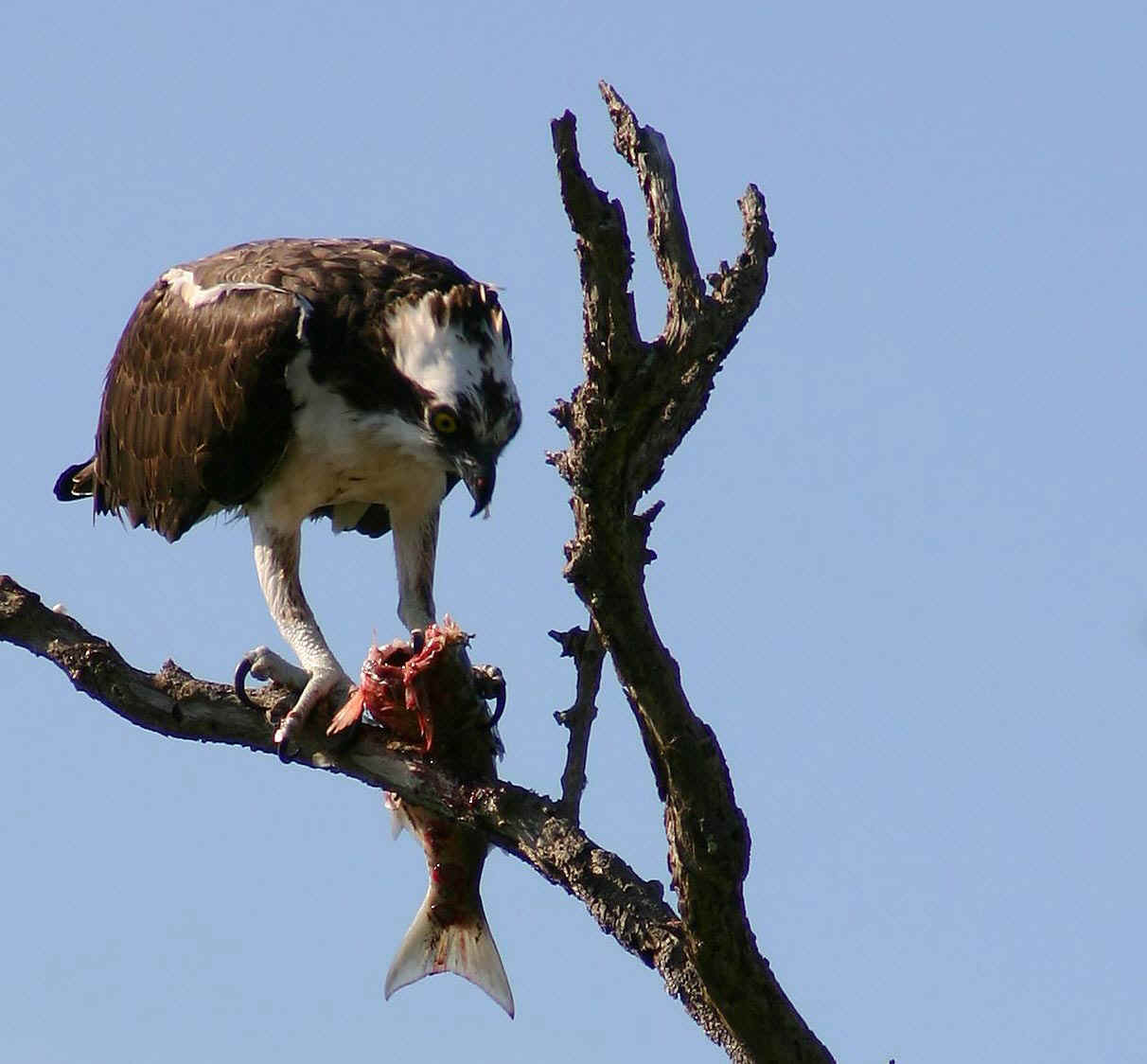 osprey.jpg (137321 bytes)