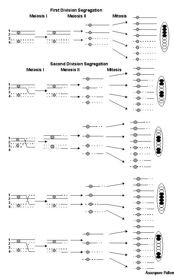 Meiosis & Crossing Over 