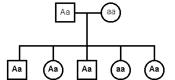 How To Complete A Pedigree Chart