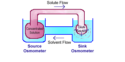 Two osmometers illustrating the pressure-flow theory of solute translocation