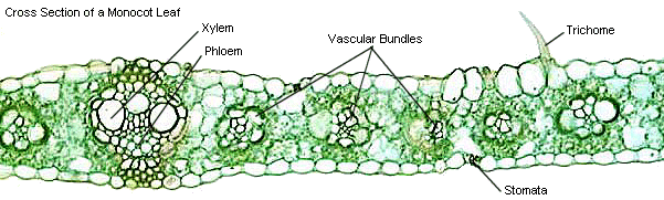 plant-shoot-system