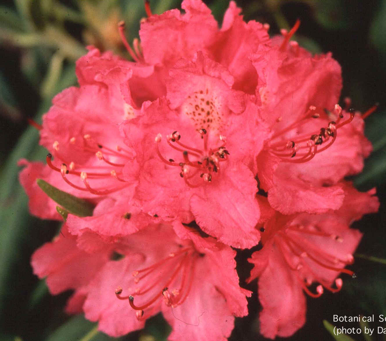 rododendron.jpg (138733 bytes)