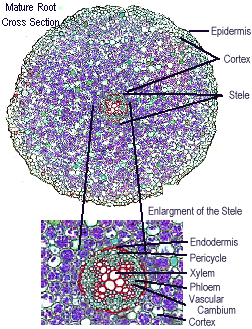 root_xs_labeled.gif (63532 bytes)