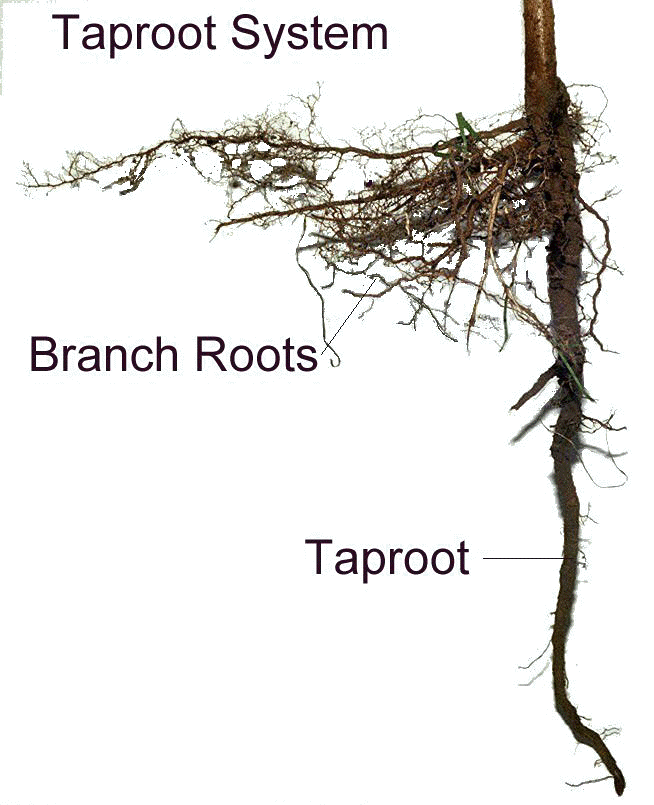 taproot_labeled.jpg (75831 bytes)