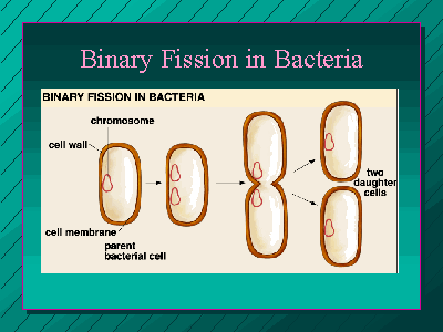fast reproduction by binary fission enables bacteria to