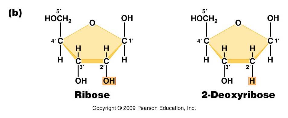 Are DNA and RNA polymers composed of monomers?