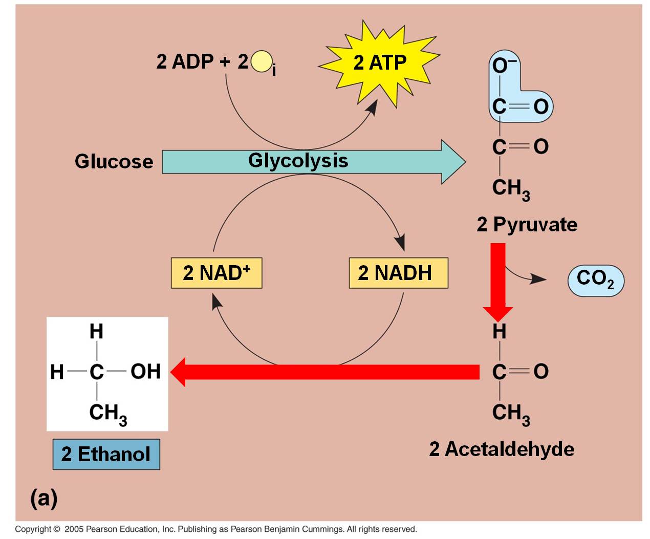 Chemical Equation For Anaerobic Respiration In Plants And Fungi