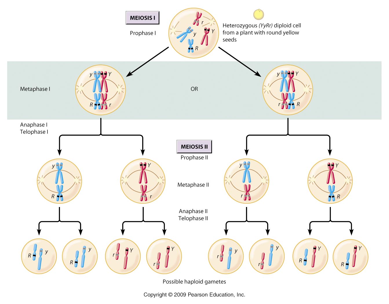 Mitosis And Meiosis Additional Biology Gcse