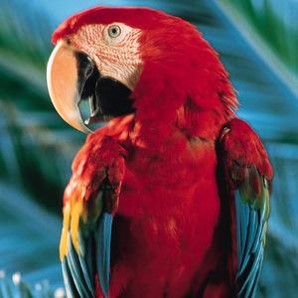 macaw