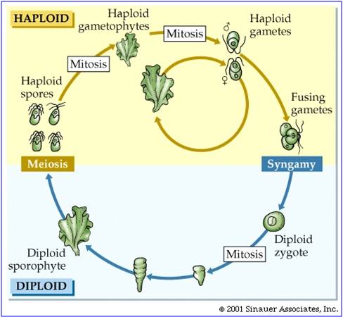 gametes in plants