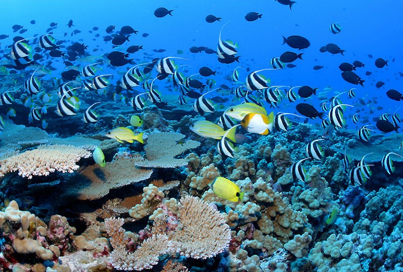 reef