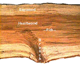 heartwood_sapwood.gif (48478 bytes)
