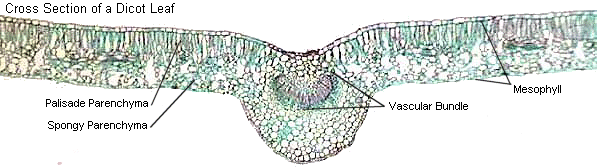 cross section of dicot leaf