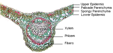 vascular bundle in leaf diagram