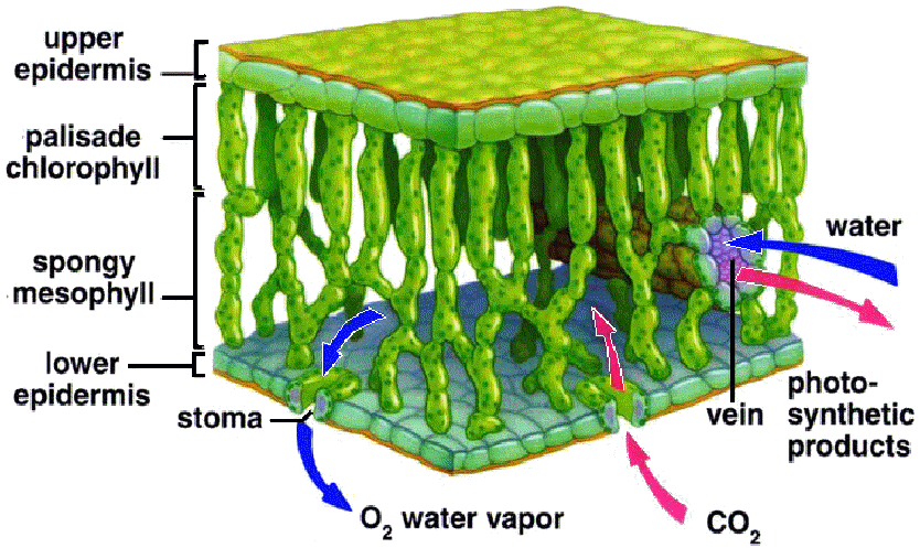vascular bundle in leaf diagram