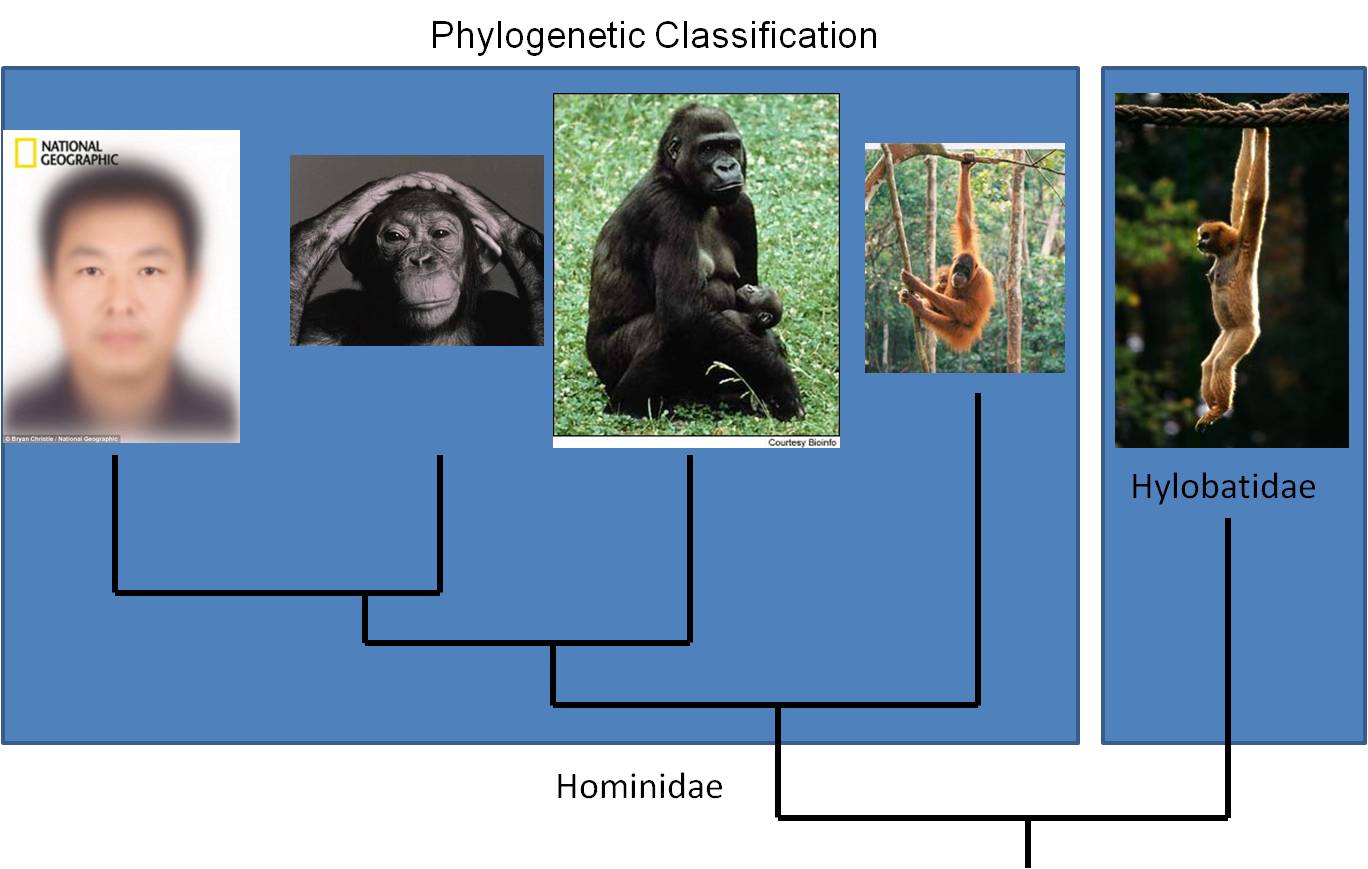 Семейство гоминиды отряд приматы тип хордовые. Семейство гоминиды. Древние гоминиды. Семейство гоминиды представители. Линейная Эволюция гоминид.